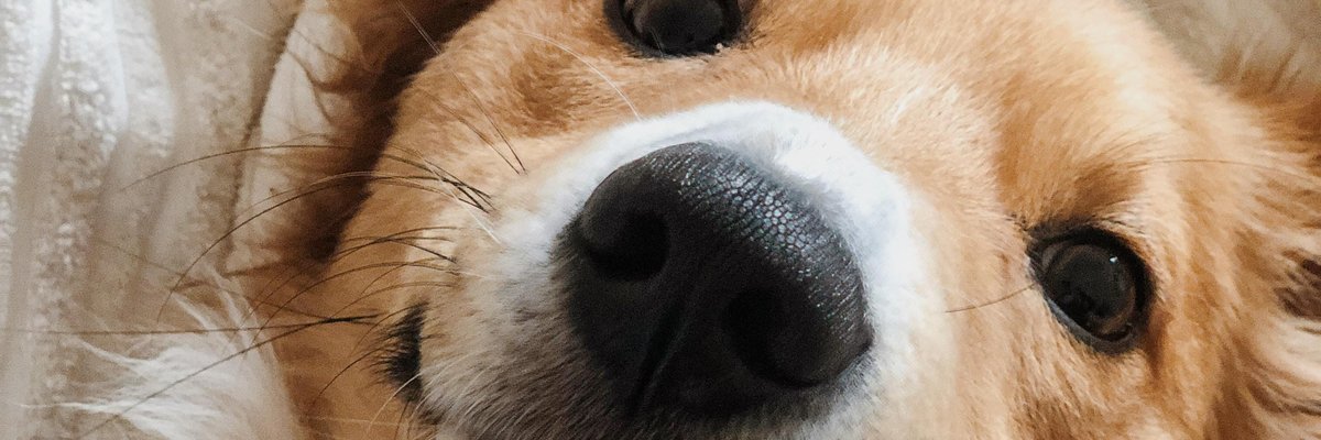 Praesent mattis, nulla non aliquet eleifend, felis justo iaculis urna, a accumsan risus nisl id ante.